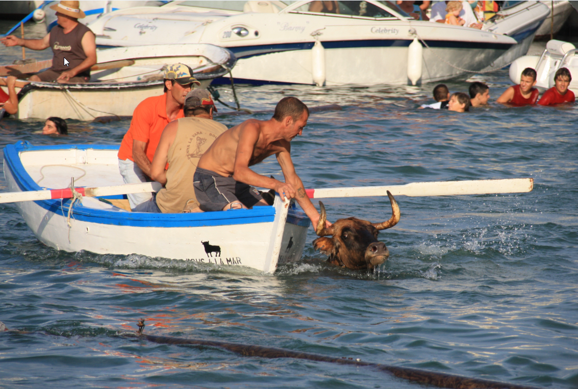 Schwimmender Stier