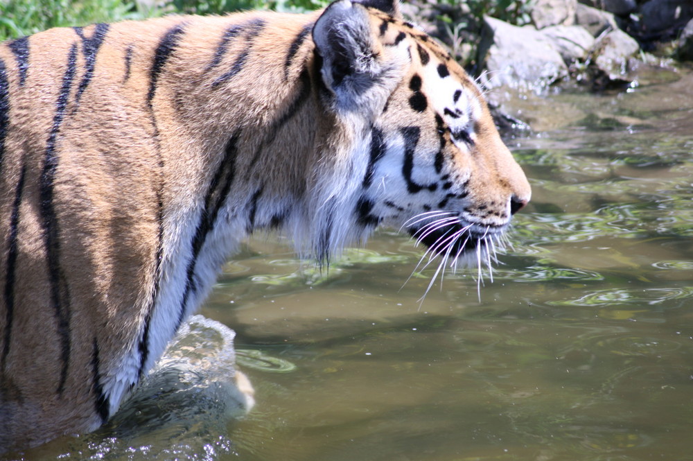 schwimmender Tiger 2