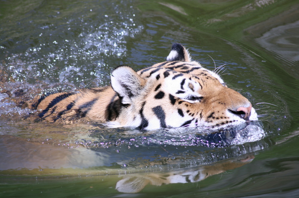 schwimmender Tiger