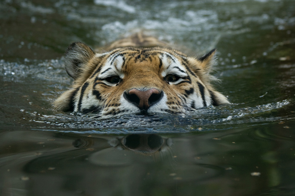 Schwimmender Tiger im Zoo Leipzig