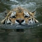 Schwimmender Tiger im Zoo Leipzig