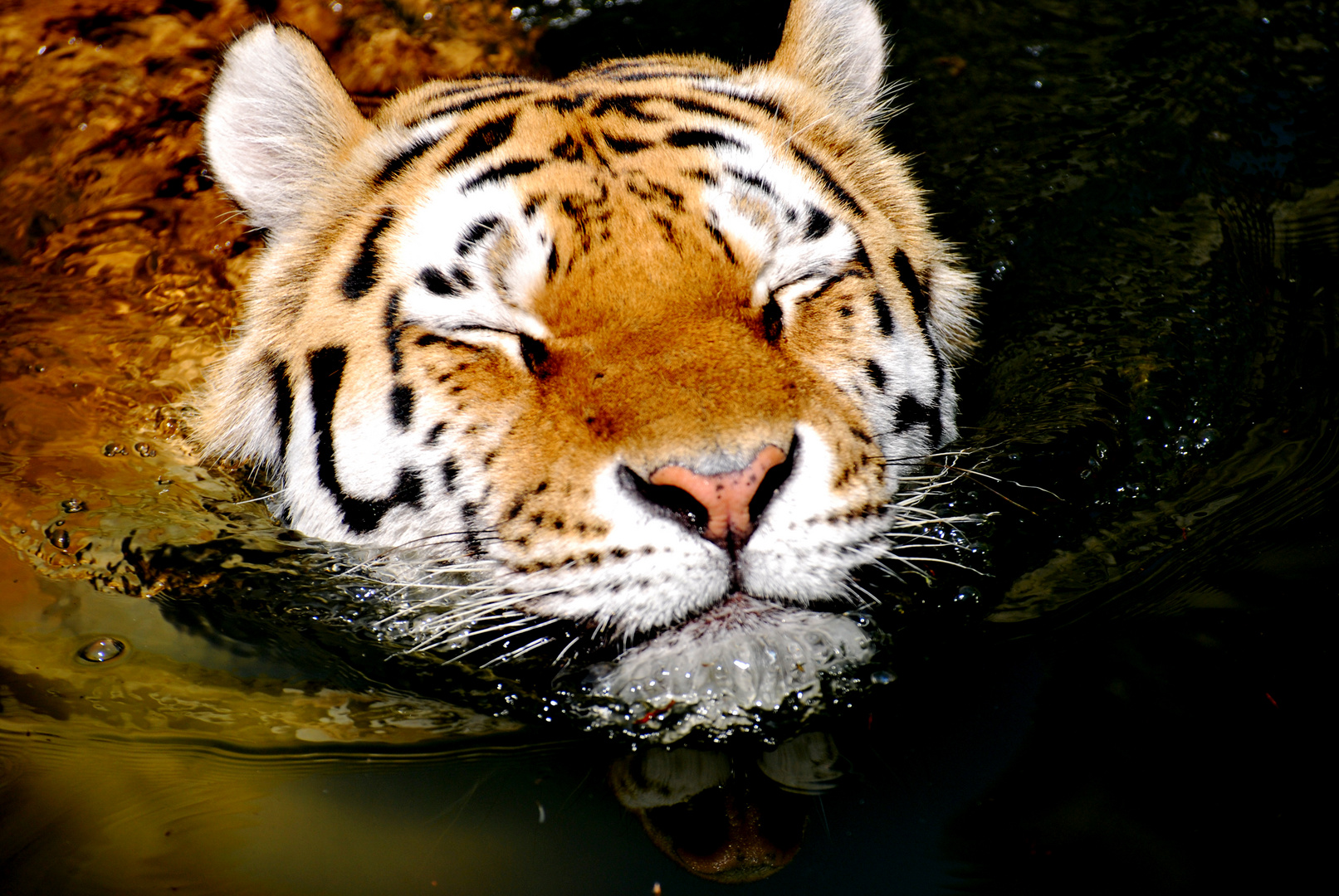 Schwimmender Tiger im Zoo Wuppertal
