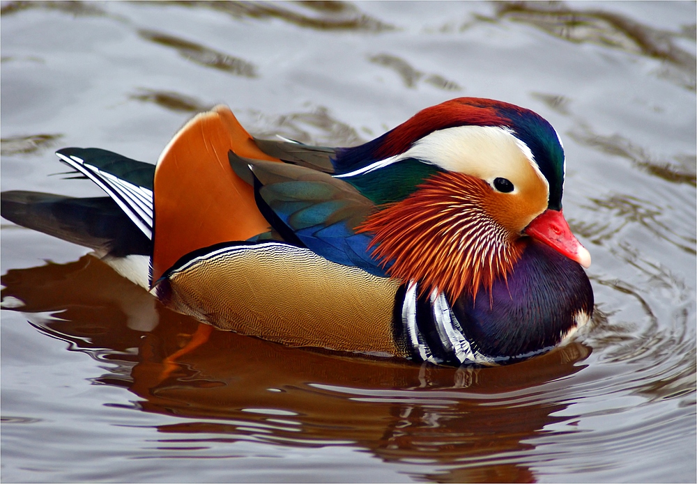 Schwimmender Tuschkasten