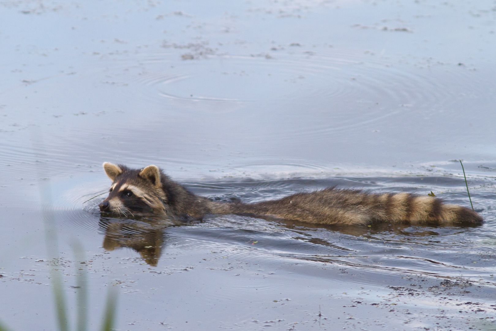 Schwimmender Waschbär