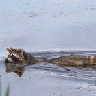 Schwimmender Waschbär