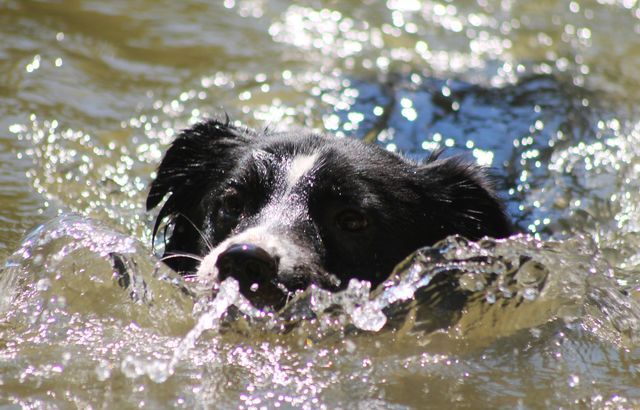 Schwimmender Wasserschnapper