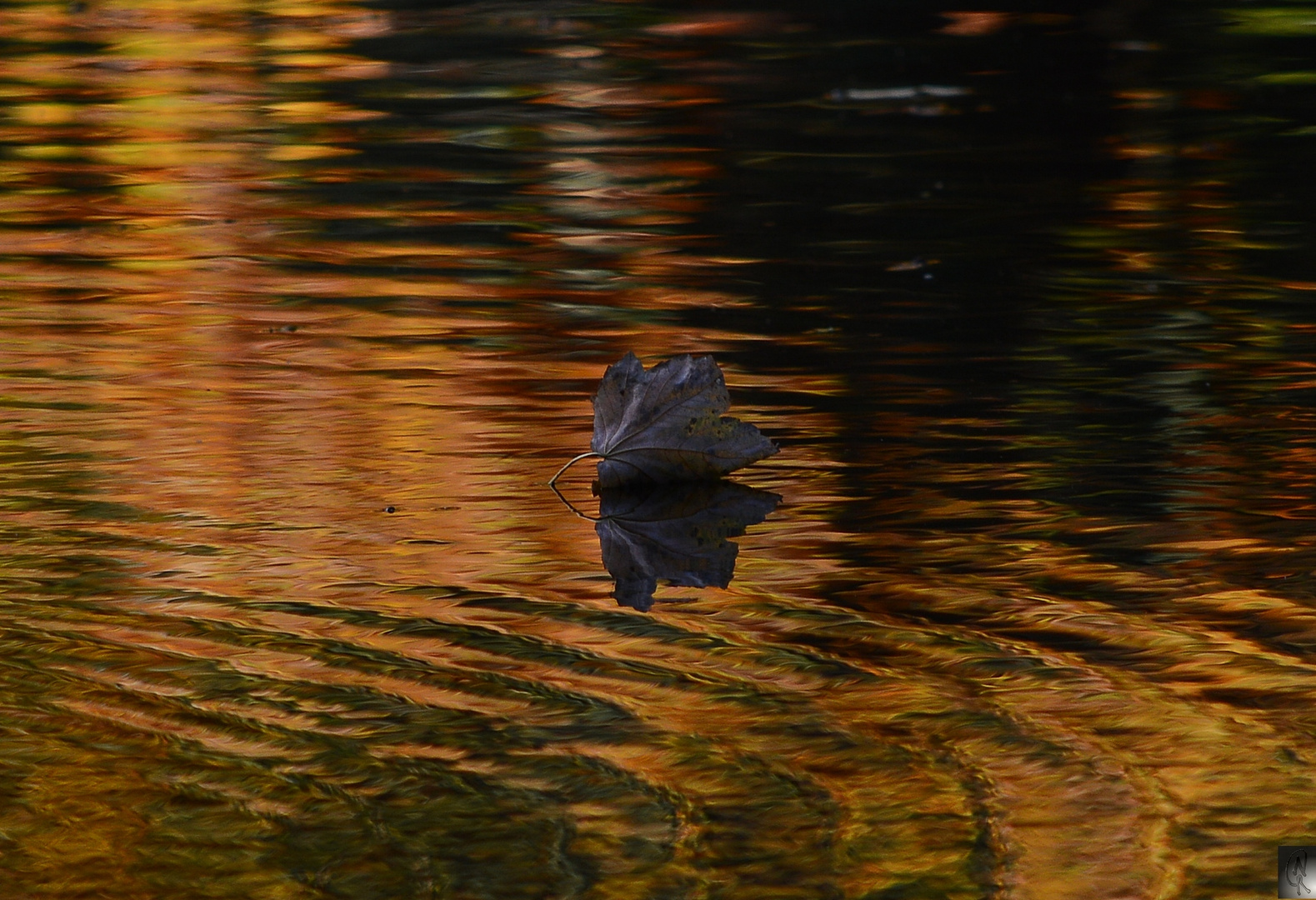 Schwimmendes Blatt