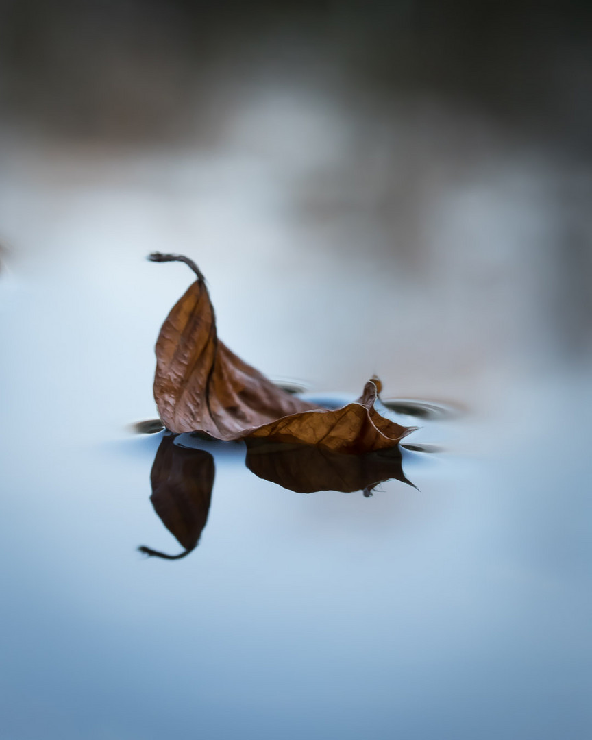 Schwimmendes Blatt