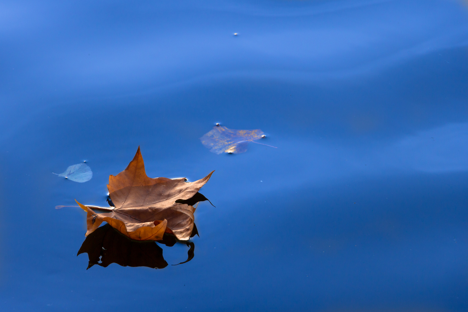 Schwimmendes Blatt im Herbst