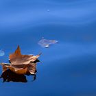 Schwimmendes Blatt im Herbst