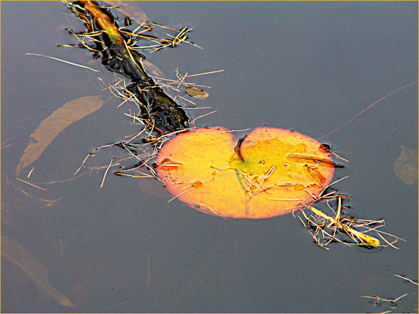 55+ Blätter Im Teich Biologischer Prozess, Von der photosynthese bis