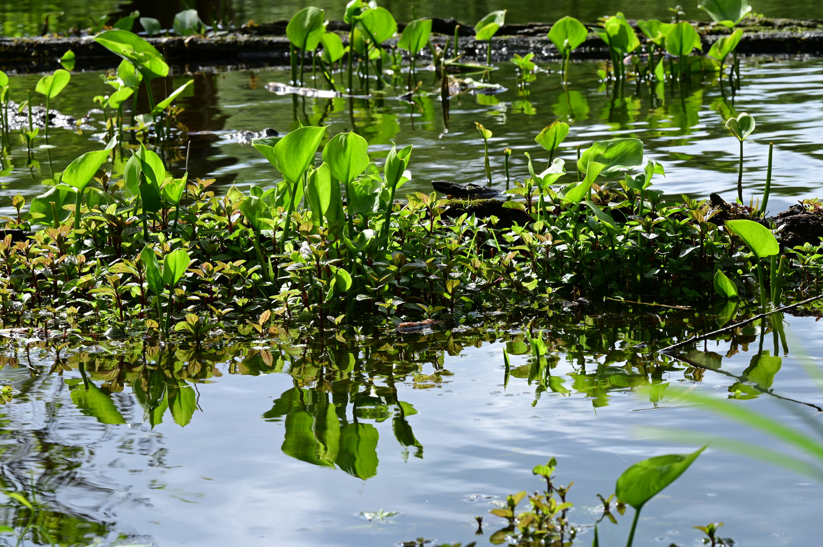 Schwimmendes Grün…