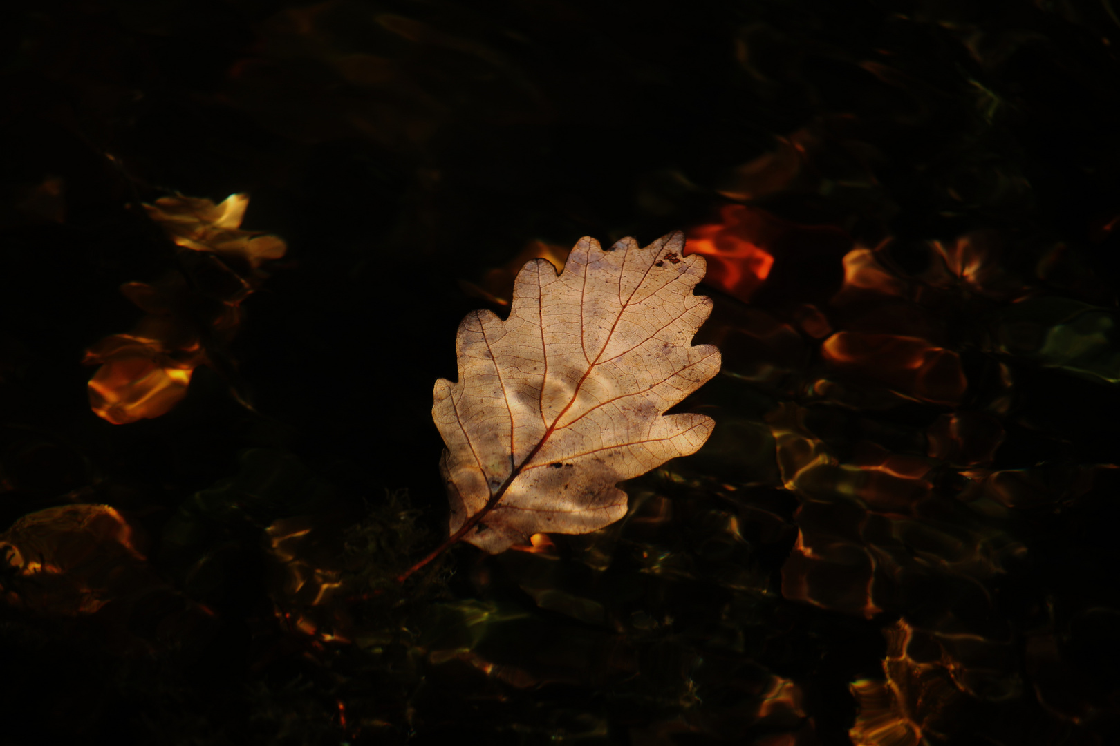 Schwimmendes Herbstblatt