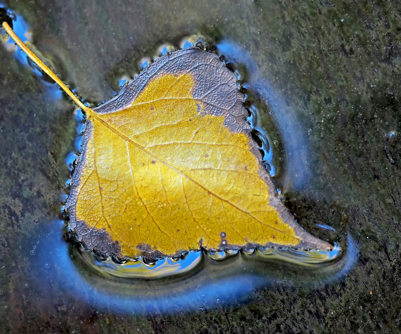 Schwimmendes Herbstblatt, mit der Spiegelung des blauen Himmels! 