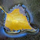 Schwimmendes Herbstblatt, mit der Spiegelung des blauen Himmels! 