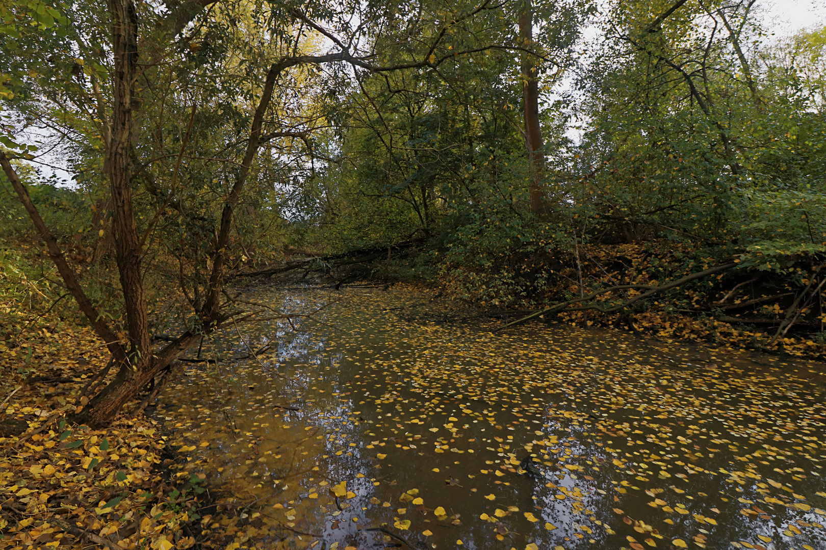 Schwimmendes Herbstlaub