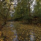 Schwimmendes Herbstlaub