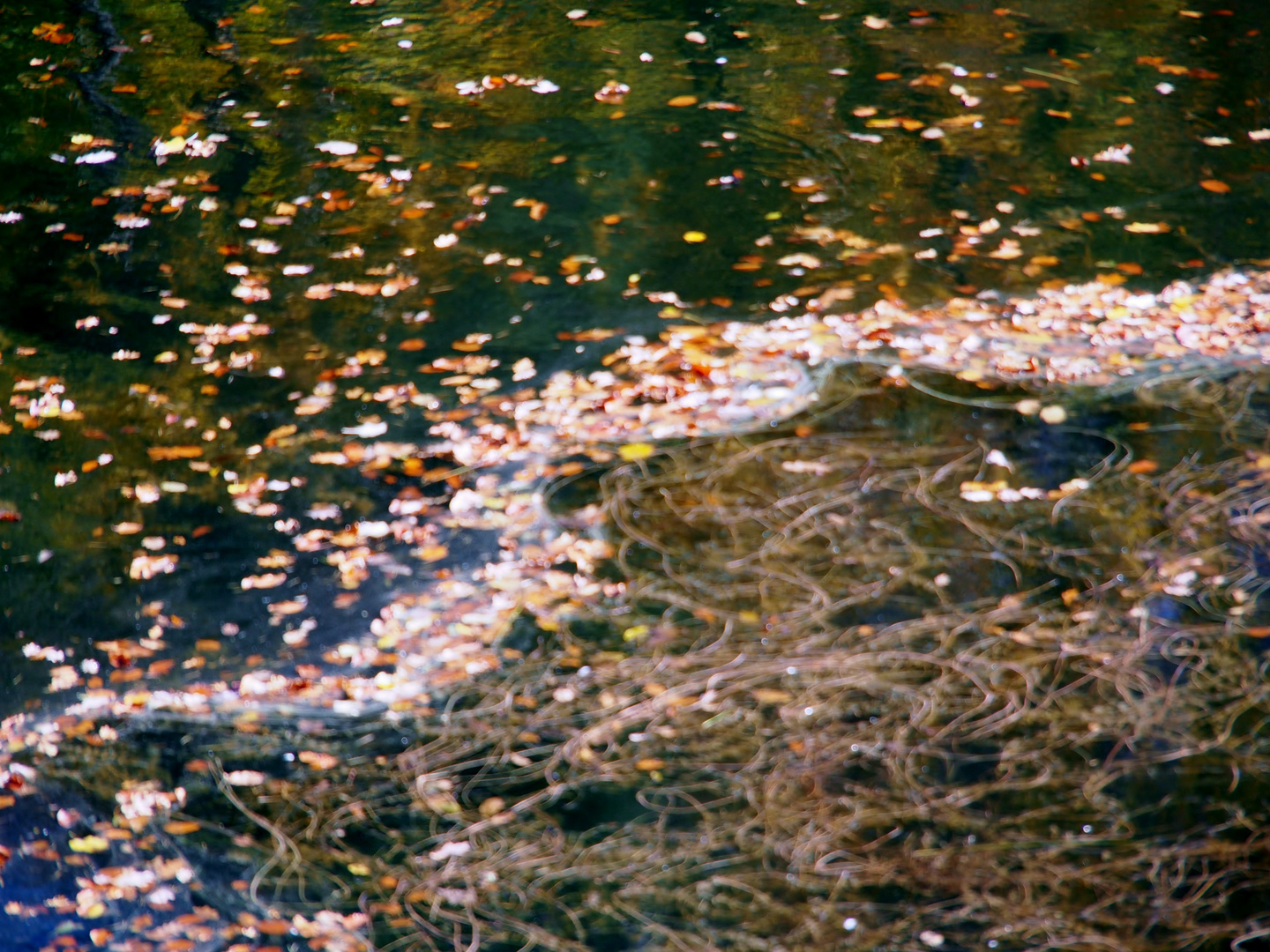 Schwimmendes Herbstlaub