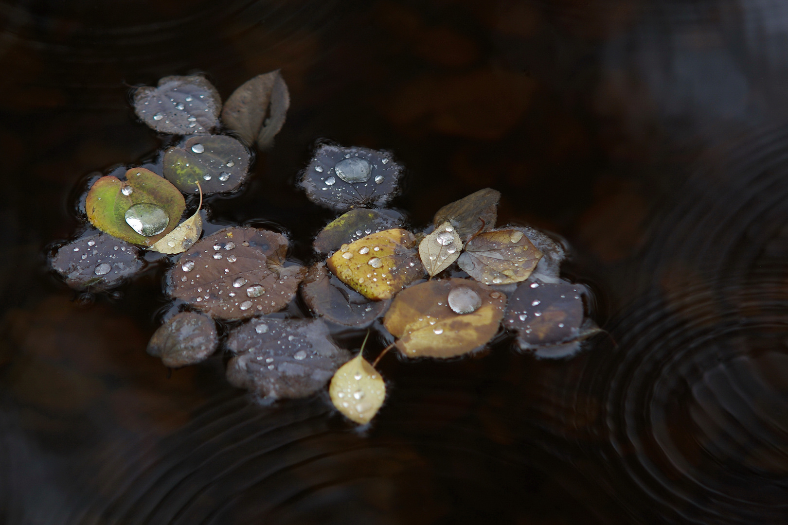 schwimmendes Herbstlaub nach dem Regen