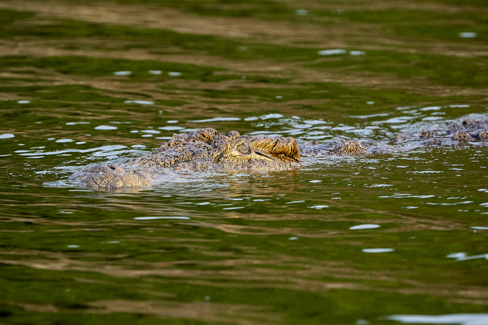 schwimmendes Krokodil