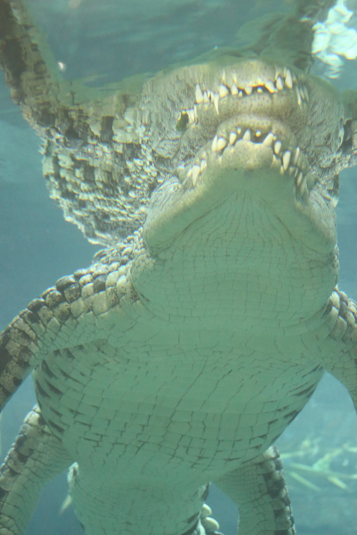 schwimmendes Krokodil