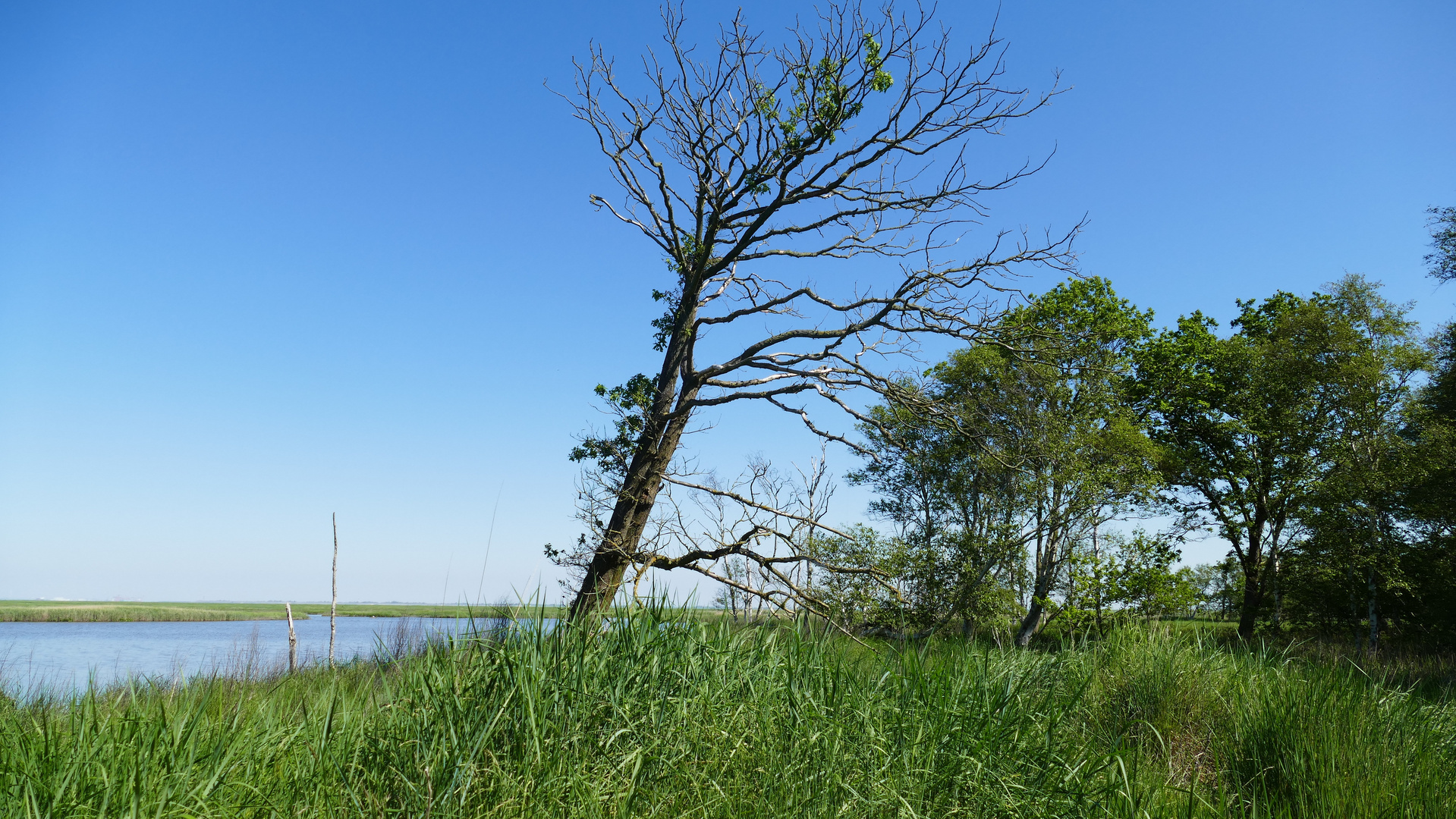 Schwimmendes Moor 