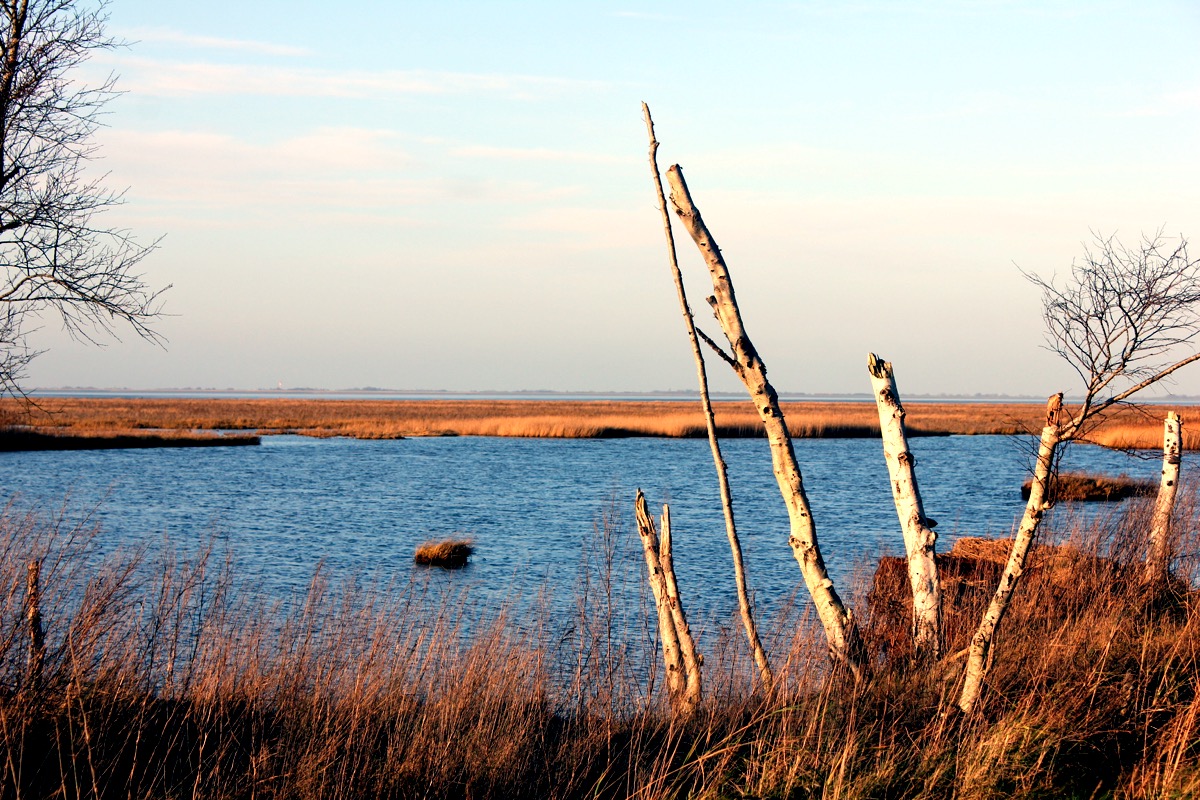 Schwimmendes Moor- einzigartiges Naturdenkmal