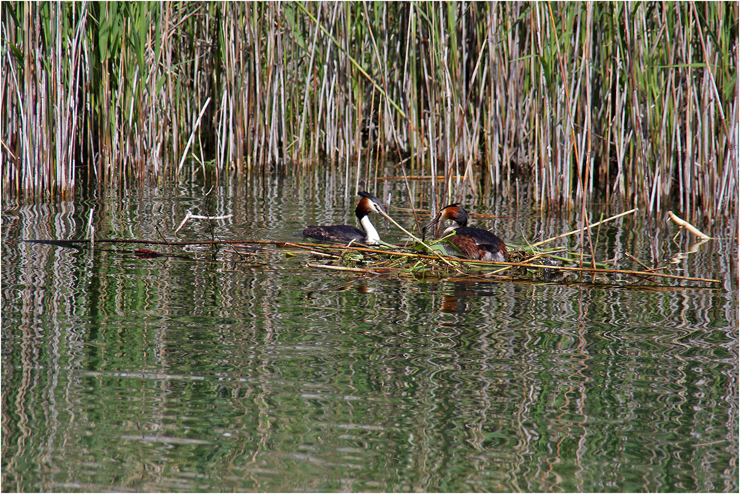 Schwimmendes Nest