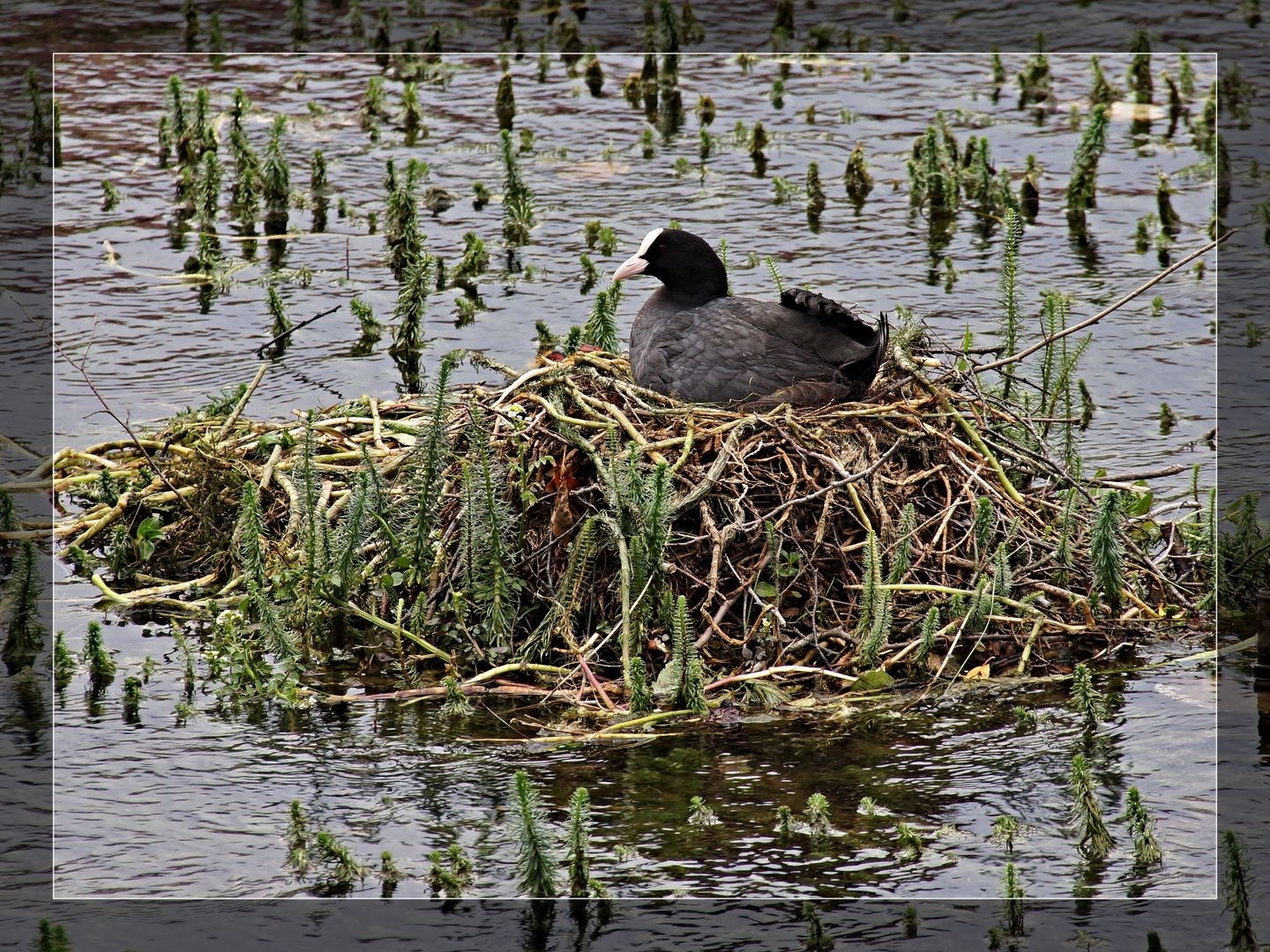 Schwimmendes Nest