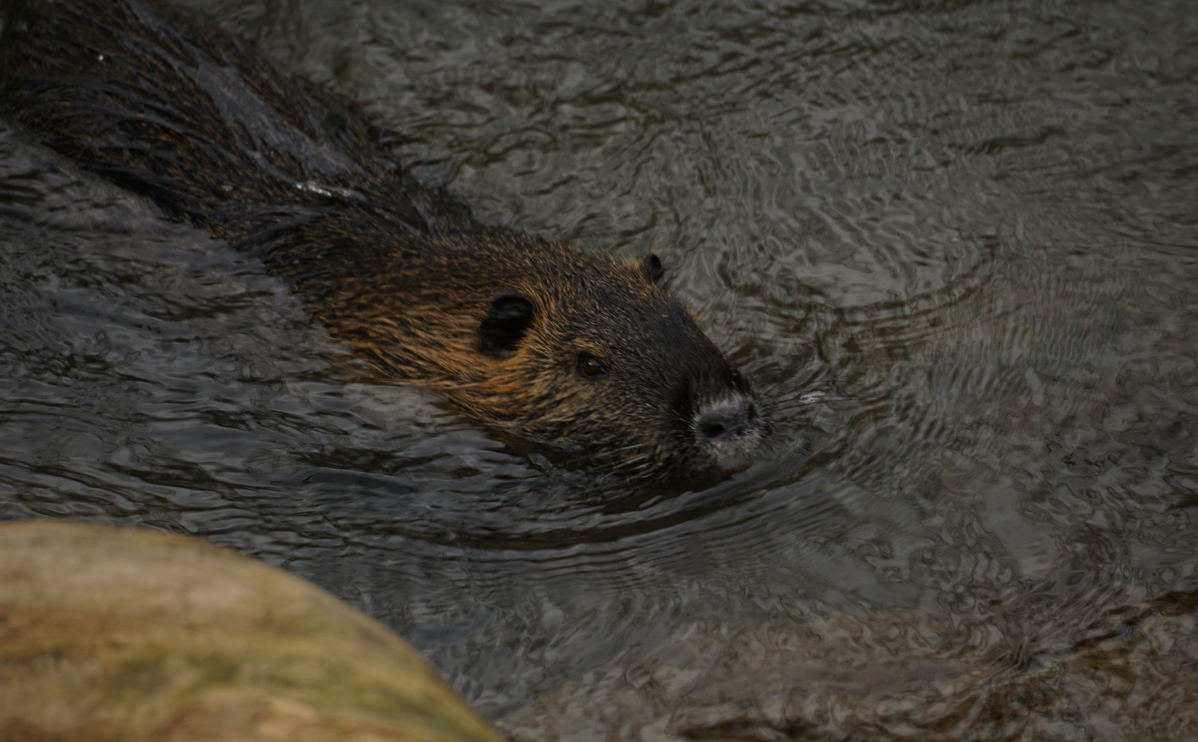 Schwimmendes Nutria