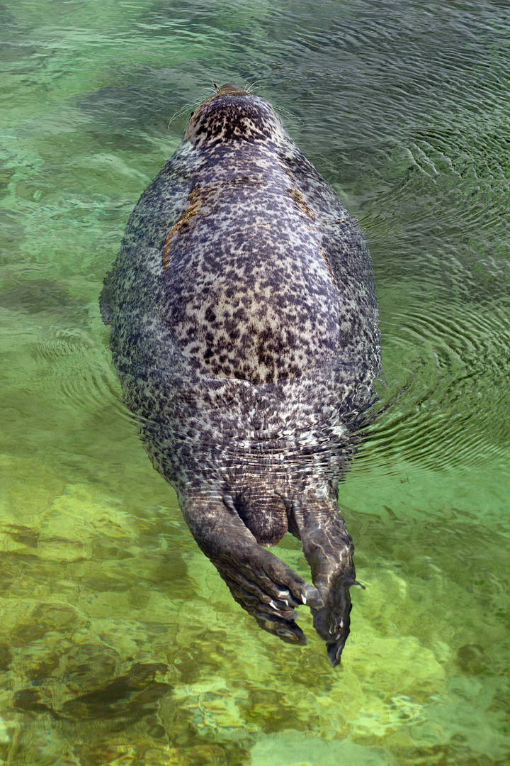 Schwimmendes Tönnchen