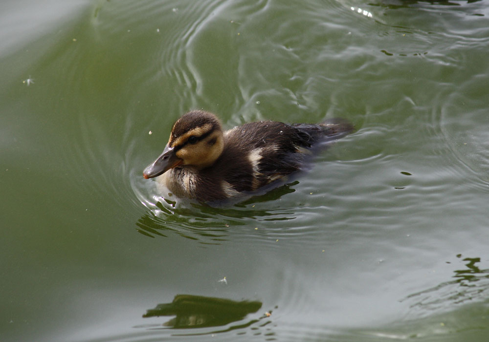 schwimmendes Wattebällchen