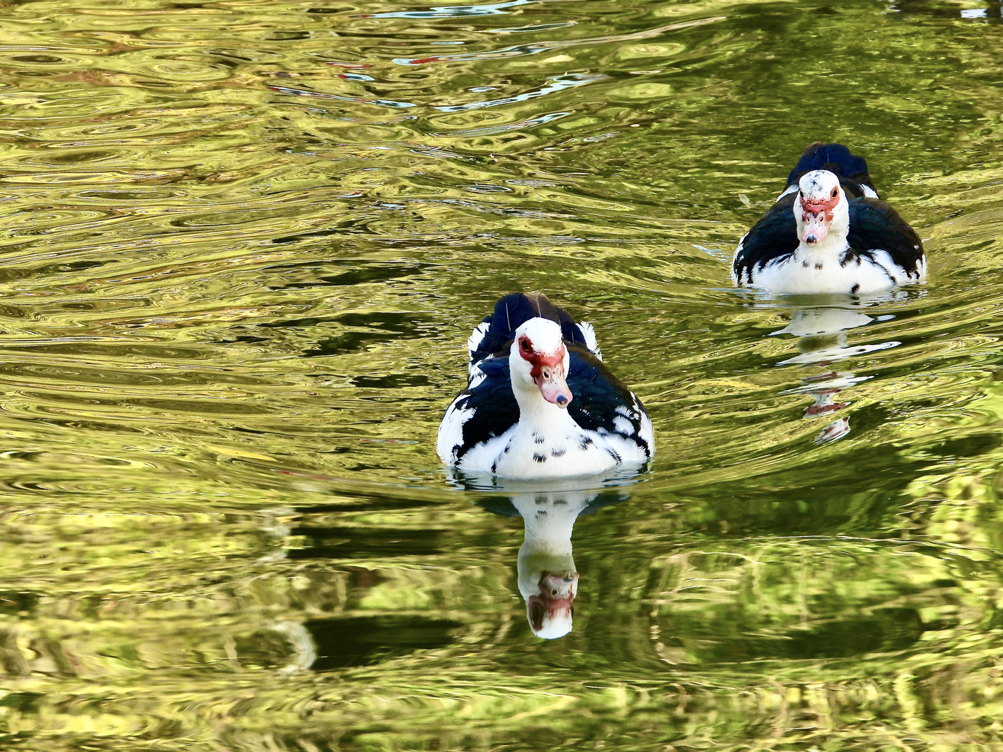 Schwimmente