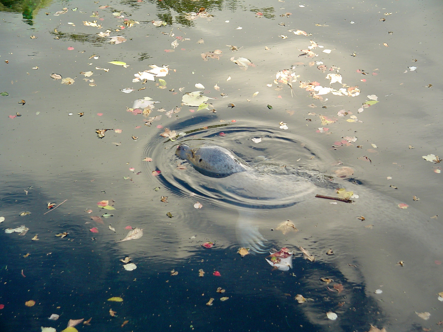 Schwimmer im Herbst