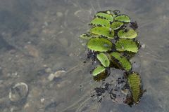 Schwimmfarn: Erste Begegnung 05