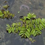 Schwimmfarn: Erste Begegnung 06