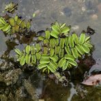 Schwimmfarn: Erste Begegnung 07