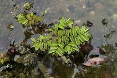 Schwimmfarn: Erste Begegnung 07