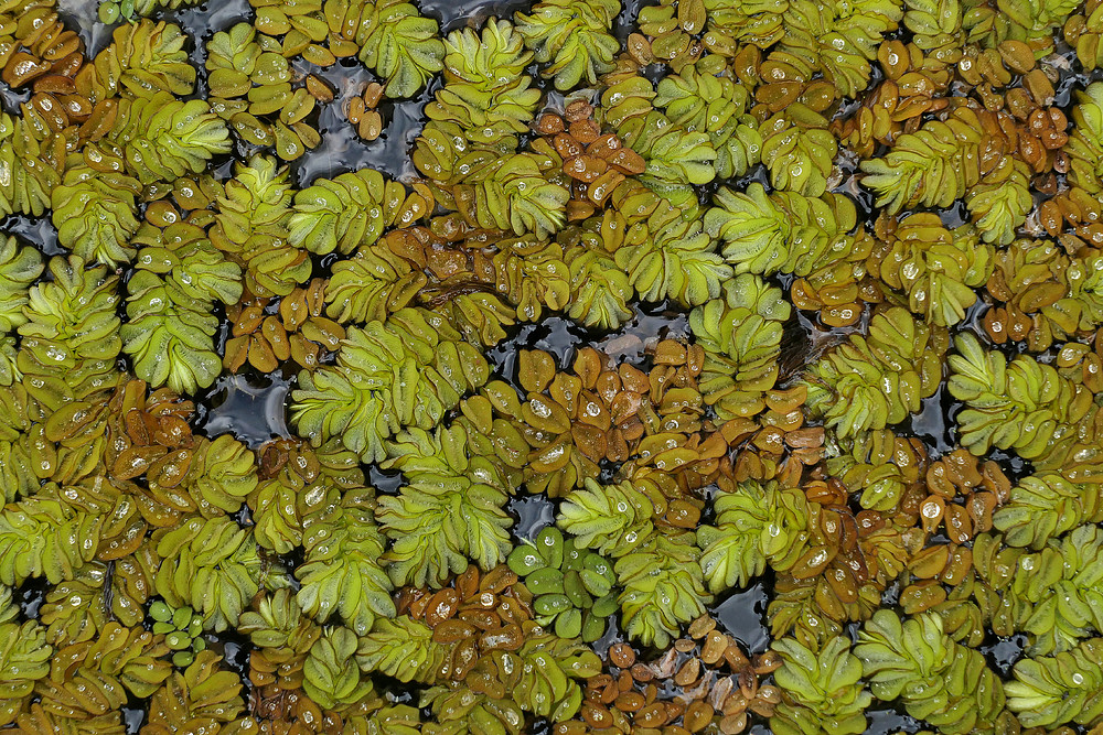 Schwimmfarn (Salvinia): Nicht „natans“ sondern „auriculata“ 01