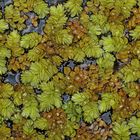 Schwimmfarn (Salvinia): Nicht „natans“ sondern „auriculata“ 01