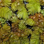 Schwimmfarn (Salvinia): Nicht „natans“ sondern „auriculata“ 02