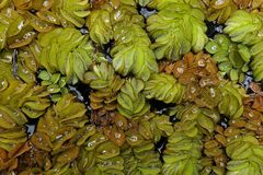 Schwimmfarn (Salvinia): Nicht „natans“ sondern „auriculata“ 02