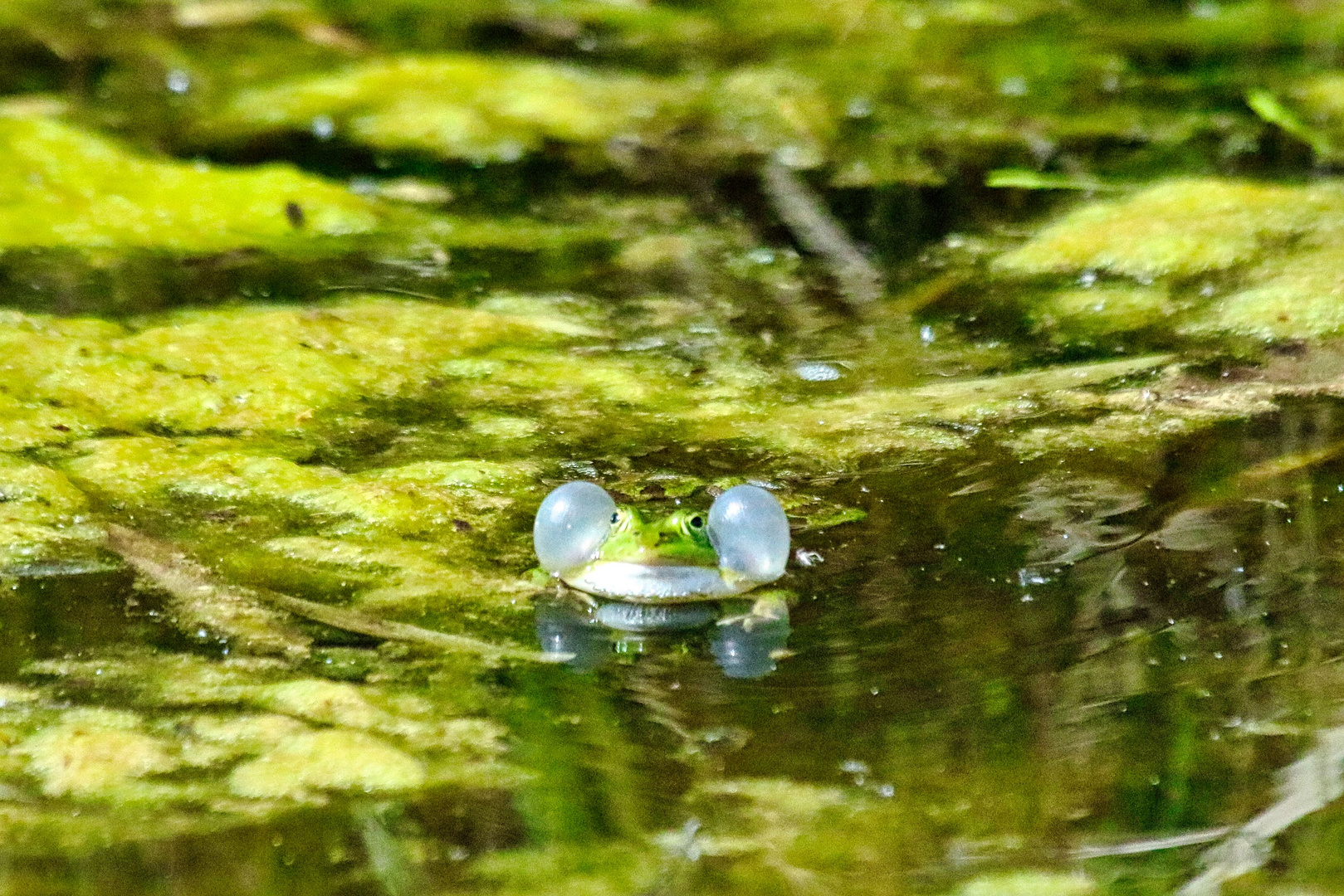 Schwimmflügel