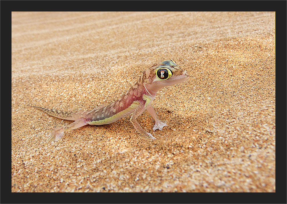 Schwimmfuss - Gecko