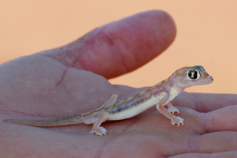 Schwimmfußgecko