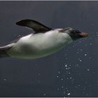 Schwimmguin