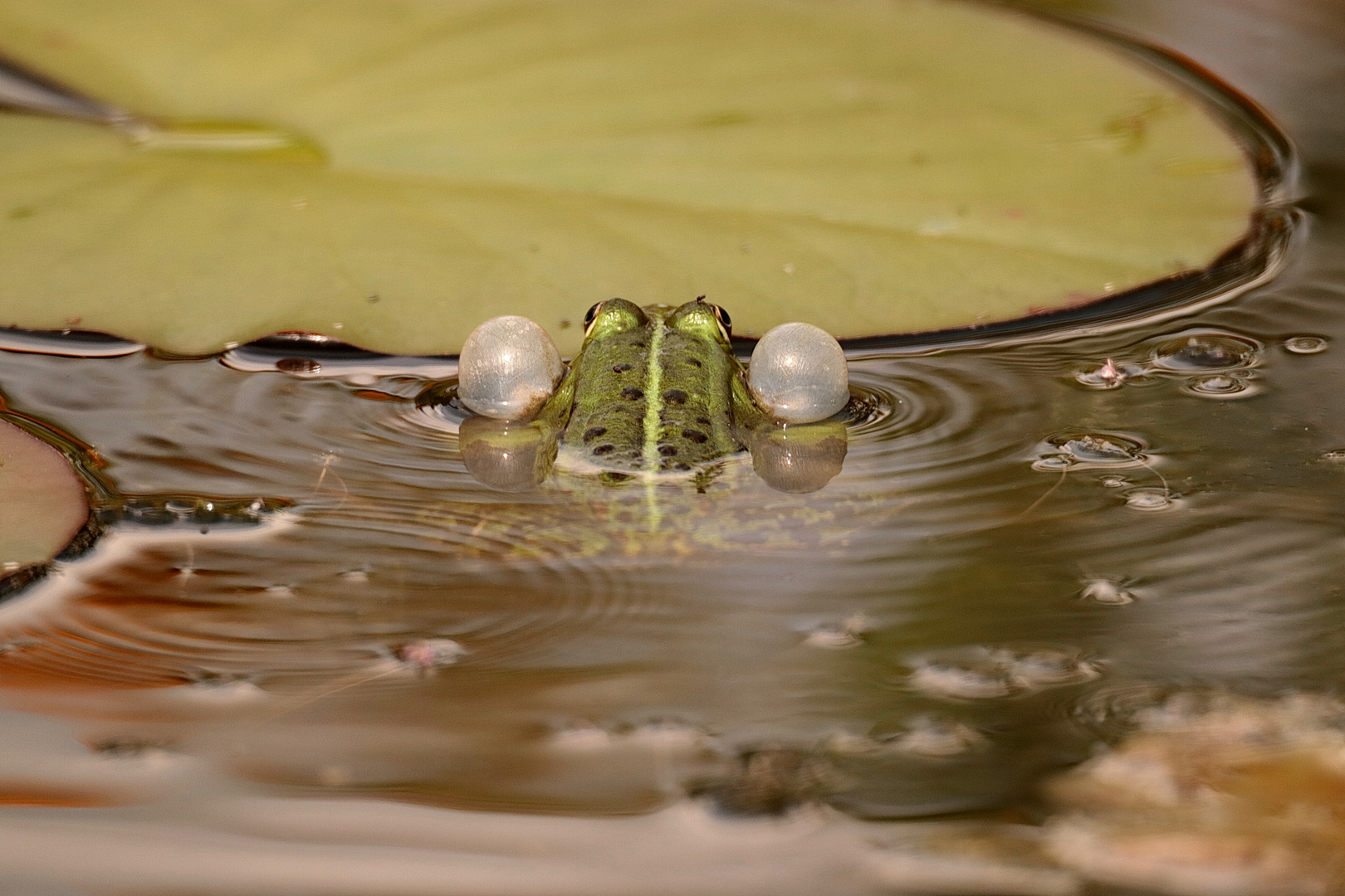 " Schwimmhilfe "