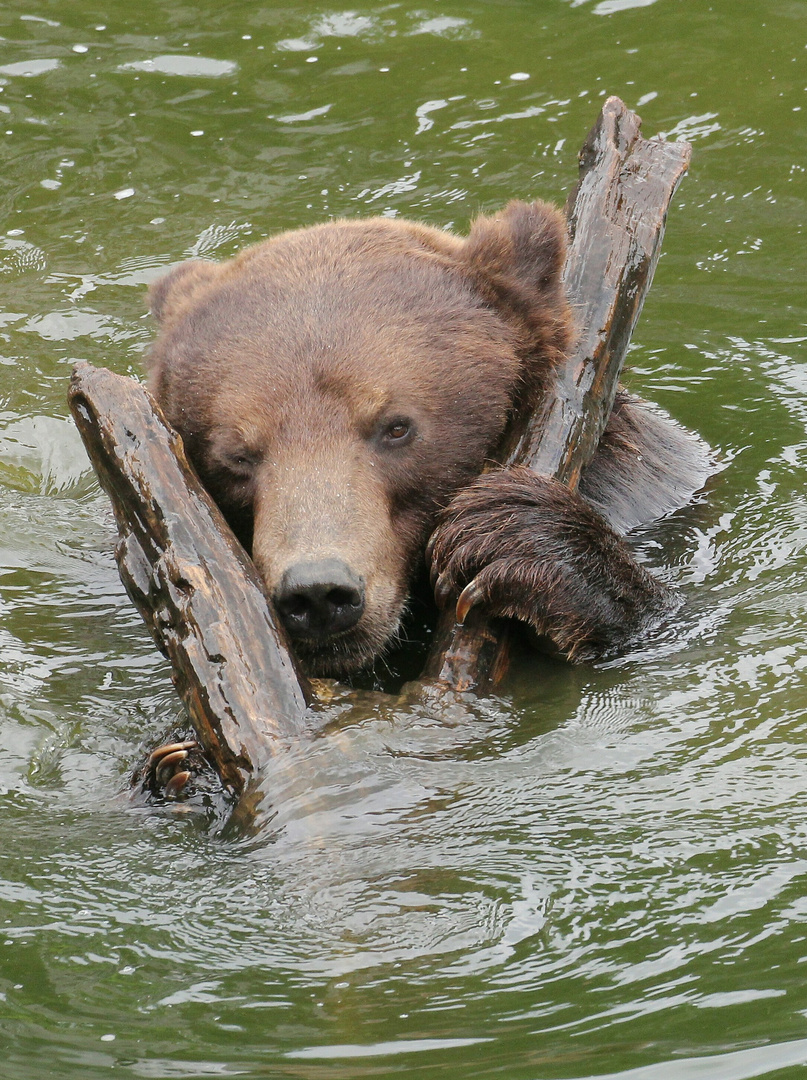 Schwimmhilfe