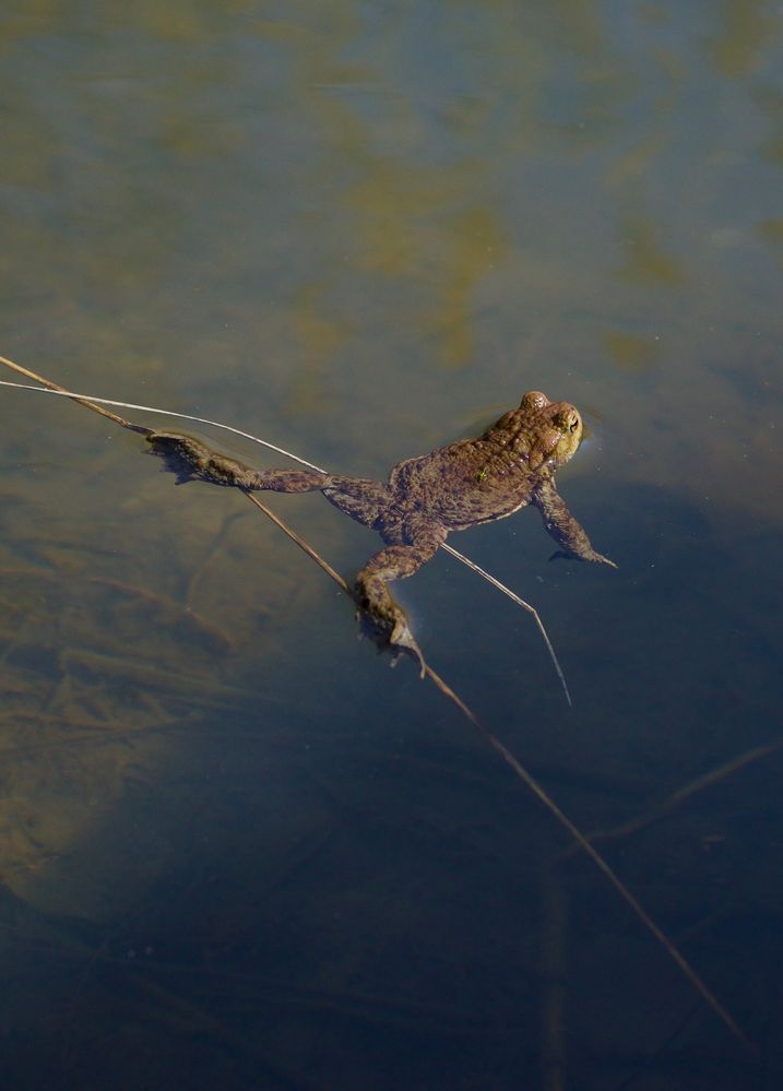 Schwimmhilfe