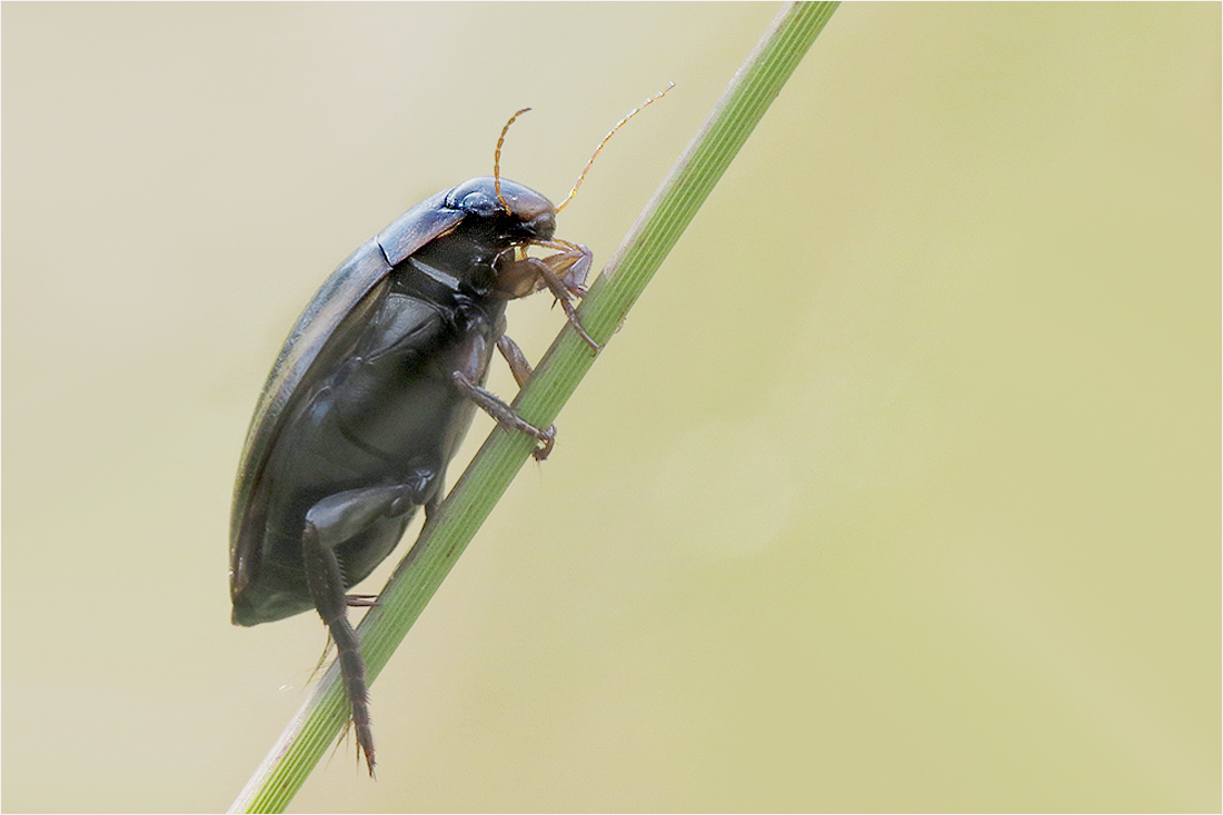  Schwimmkäfer